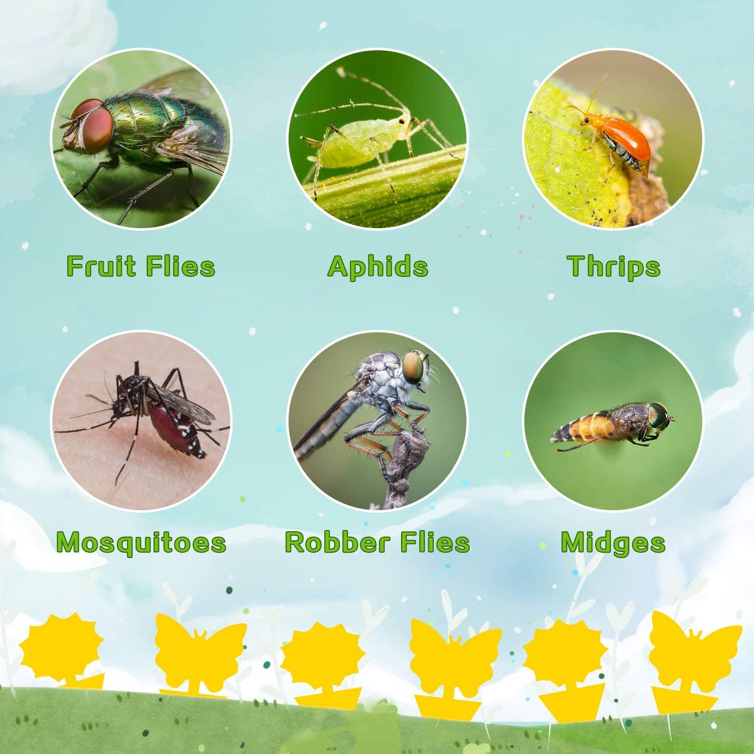 Fruit Fly Traps Fungus Gnat Traps Yellow Sticky Bug Traps 36 Pack No Harm and