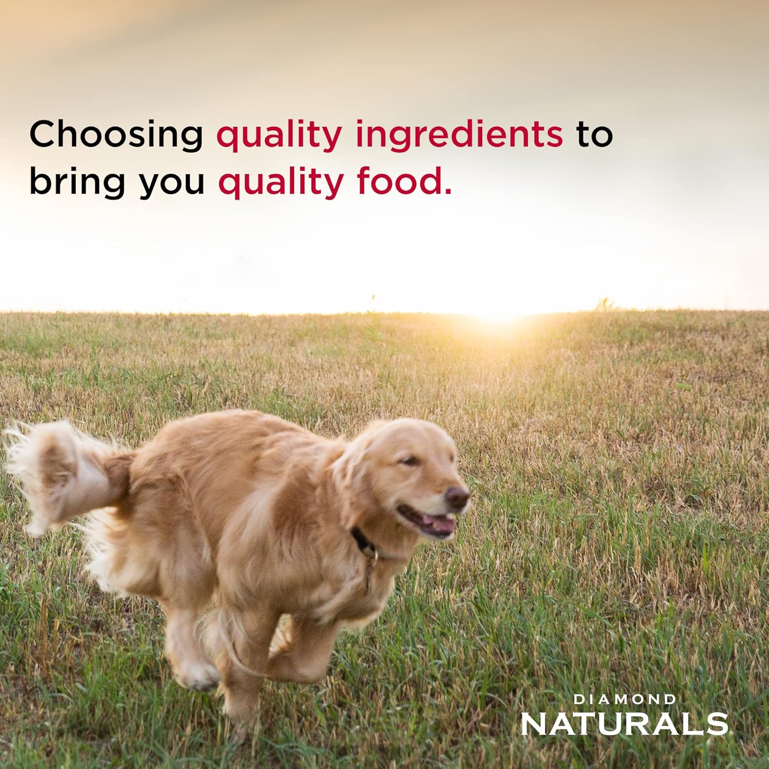 Diamond Naturals Skin & Coat Real Salmon and Potato Recipe Dry Dog Food with